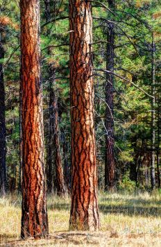 Pair Of Trees